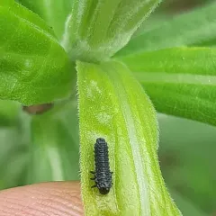 Willow Leaf Beetle thumbnail 4