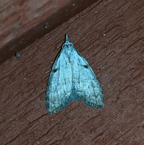 Ceanothus Nola Moth