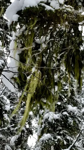 Usnea alpina