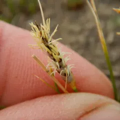 threadleaf sedge thumbnail 1