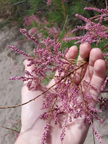 Five-stamen Tamarisk