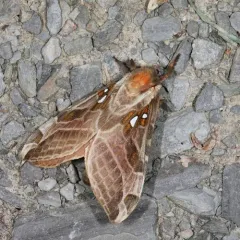 Silver-spotted Ghost Moth thumbnail 3