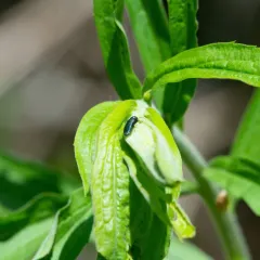 Agrilus cyanescens thumbnail 2