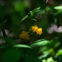 Japanese Kerria thumbnail 2