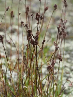 Northern Woodrush thumbnail 3
