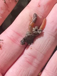 Square-tailed Worm thumbnail 2