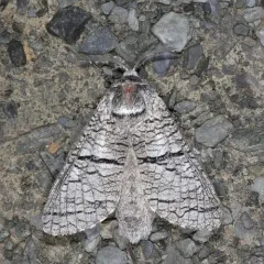 Aspen Carpenterworm thumbnail 4