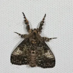 Northern Pine Tussock Moth thumbnail 2