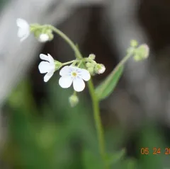 Spotted Stickseed thumbnail 3