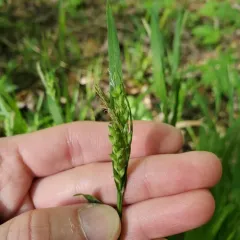 Nerveless Woodland Sedge thumbnail 2