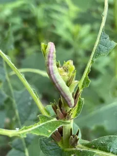 Forbes' Sallow thumbnail 3