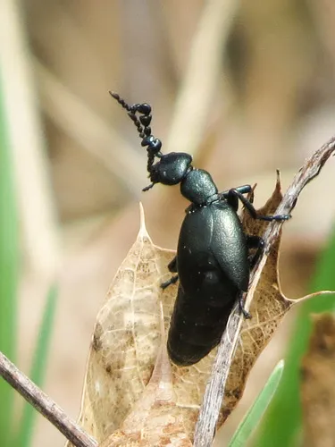 Meloe dianella