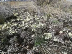 Yukon Draba thumbnail 3