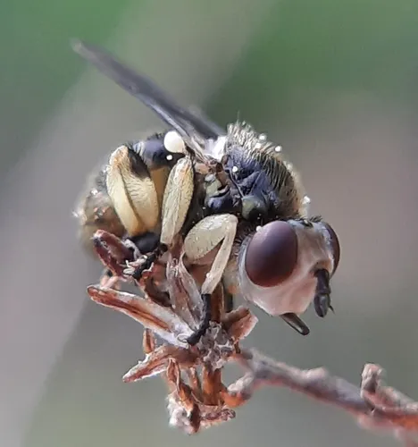 Dalmannia nigriceps