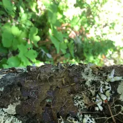Netted Specklebelly thumbnail 2