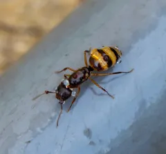 Bearded Carpenter ant thumbnail 1