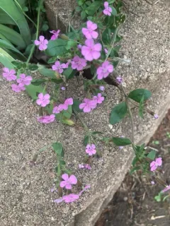 Rock Soapwort thumbnail 3
