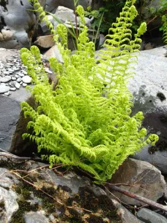 Nevada marsh fern thumbnail 3