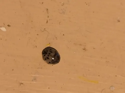 Ashy Gray Lady Beetle