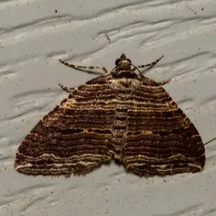 Many-lined Carpet Moth thumbnail 2