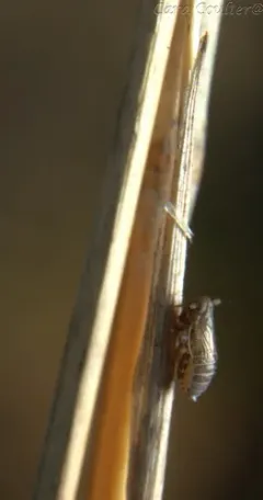 Kosswigianella lutulenta thumbnail 3