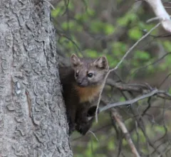 Pacific Marten thumbnail 1