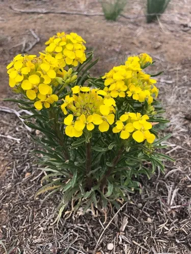 Pale Wallflower