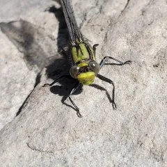 Horned Clubtail thumbnail 4