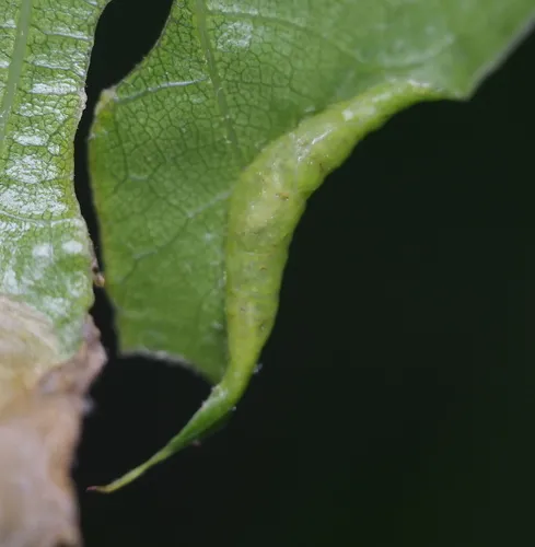 Marginal Leaf Fold Gall Midge