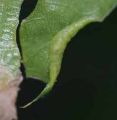 Marginal Leaf Fold Gall Midge thumbnail 1