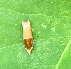 Two-toned Ancylis Moth thumbnail 3