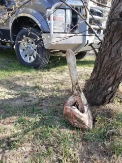 American Paddlefish thumbnail 1
