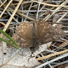 Propertius Duskywing thumbnail 3