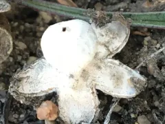 Tiny Earthstar thumbnail 2