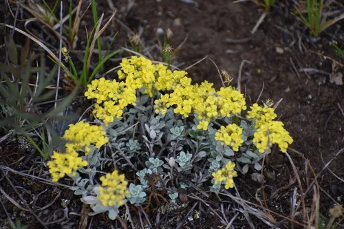 American Alyssum