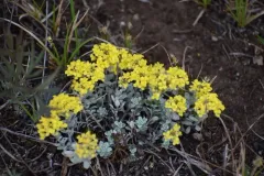 American Alyssum thumbnail 1