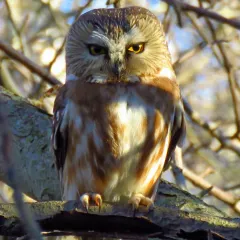 Northern Saw-whet Owl thumbnail 2