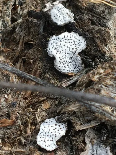 dung button