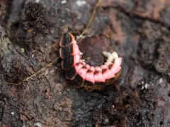 California Pink Glowworm thumbnail 4