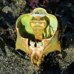 Northern Kelp Crab thumbnail 2