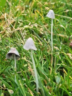 Coprinopsis friesii thumbnail 1