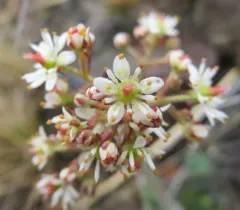 Reflexed Saxifrage thumbnail 4