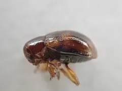 Strawberry Rootworm thumbnail 2