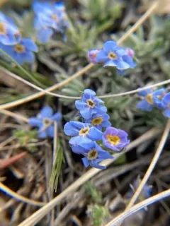 Howard's Alpine Forget-me-not thumbnail 2