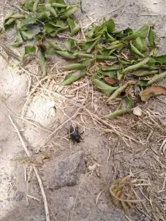 Eleodes longipilosa thumbnail 2