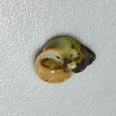 Northern Lacuna thumbnail 2
