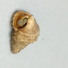 Cancellate Hairysnail thumbnail 1