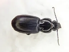 Pterostichus corvinus thumbnail 4