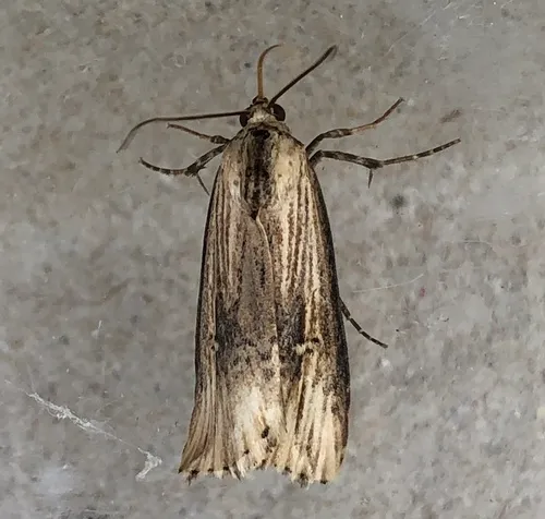 Verbena Moth