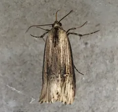Verbena Moth thumbnail 1